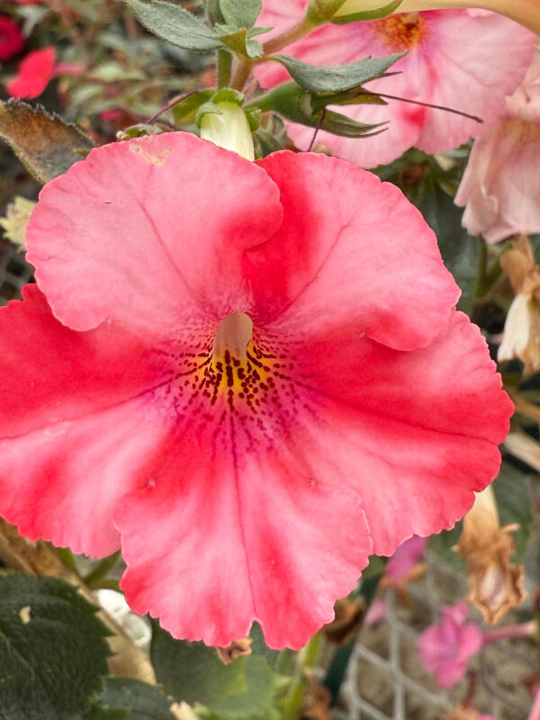 Achimenes 'Brid's Rana'