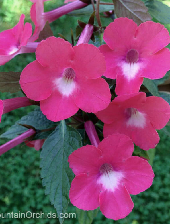 Achimenes 'Rosy Frost'
