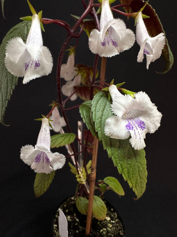 Achimenes 'RF's Frosty'