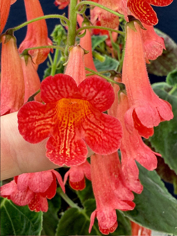 Smithiantha 'Lady in Red'