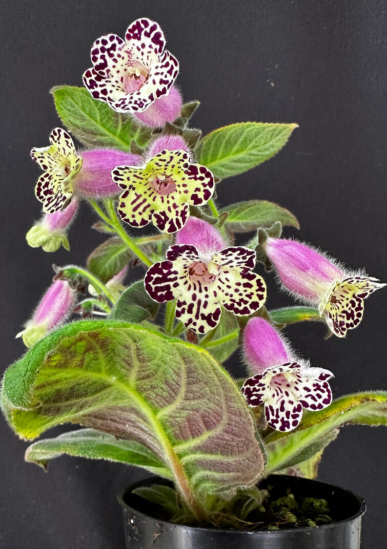 Kohleria 'Designer's Halloween'