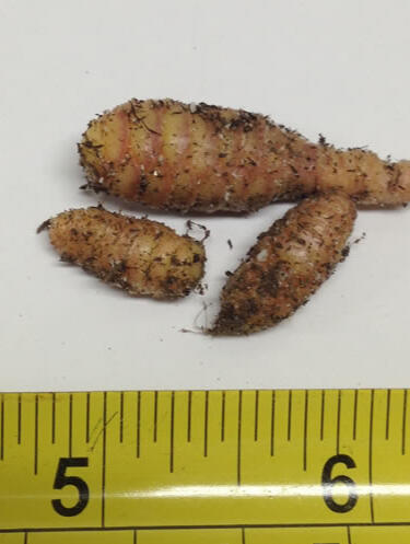 Seemannia Rhizomes