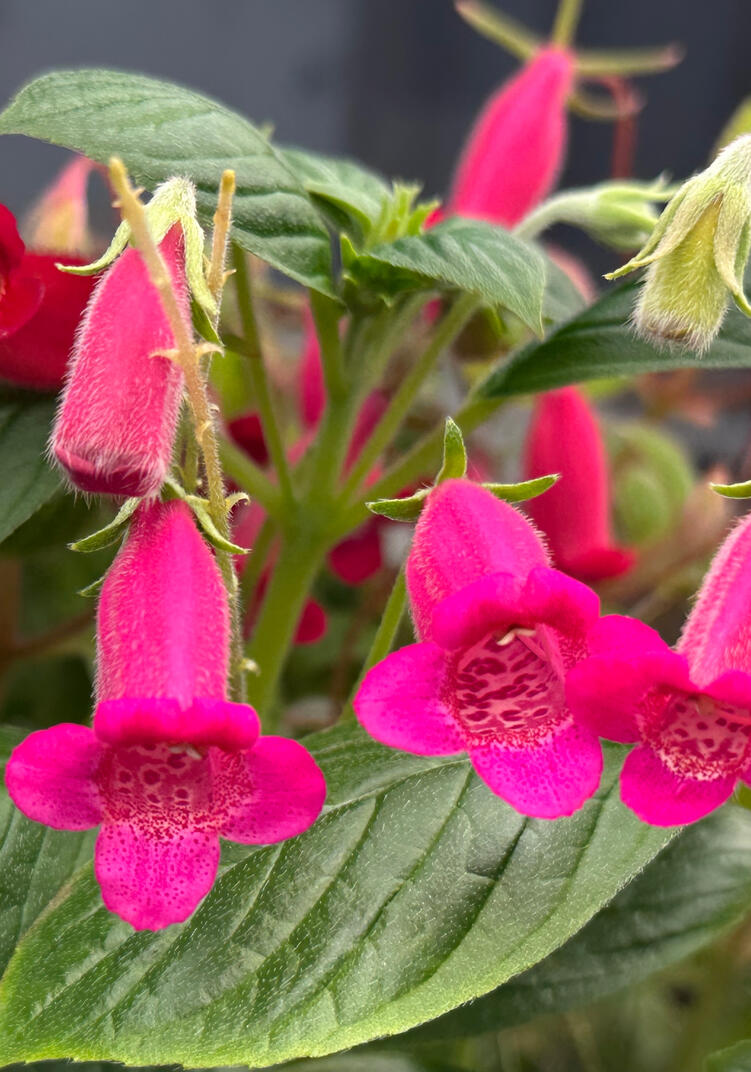 Seemannia 'Face Off'