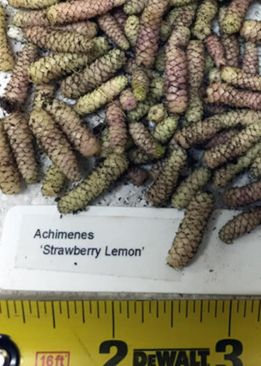 Achimenes Rhizomes