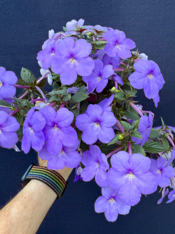 Achimenes 'Voodoo Magic'