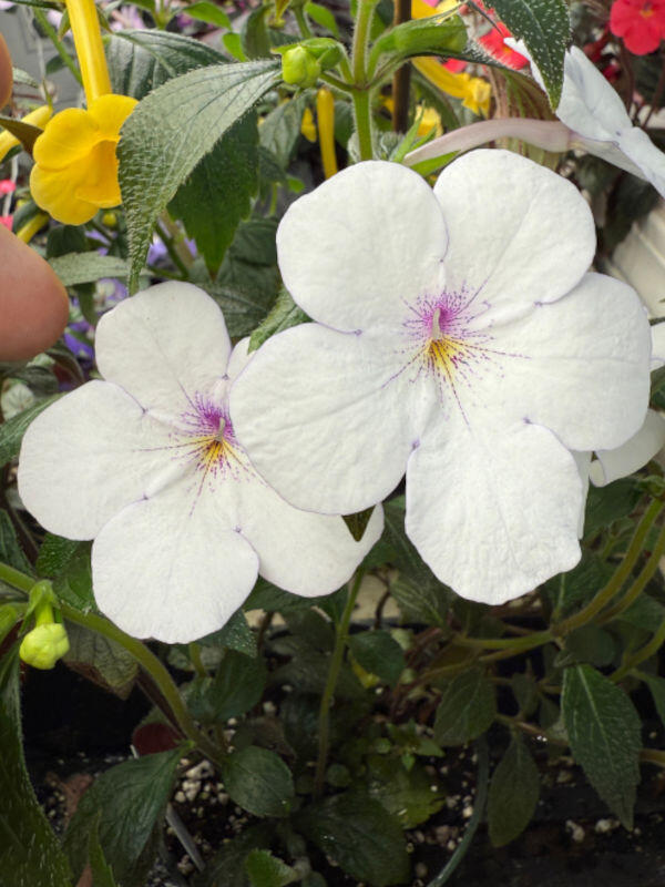 Achimenes 'Charity'