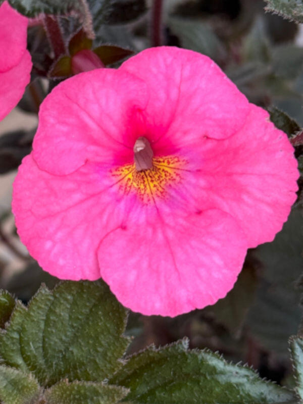 Achimenes 'Copeland Dazzler'