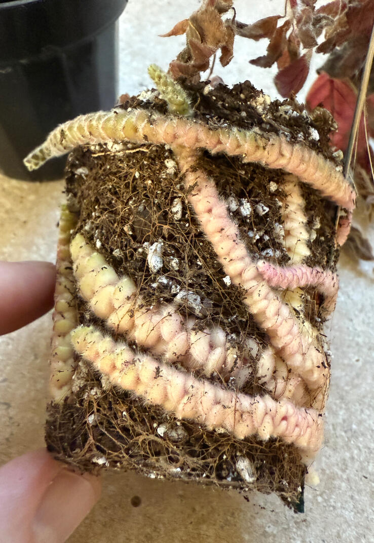 Kohleria Rhizomes