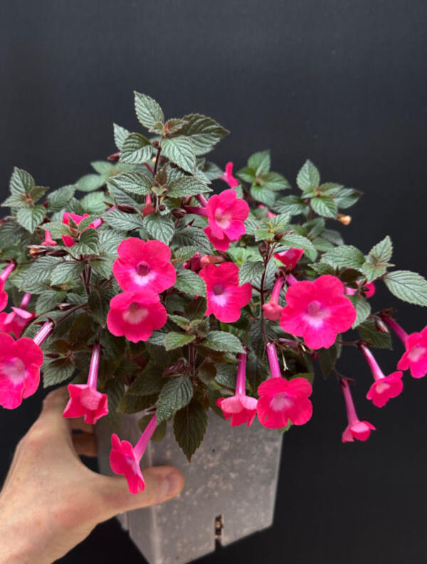 Achimenes 'Rosy Frost'