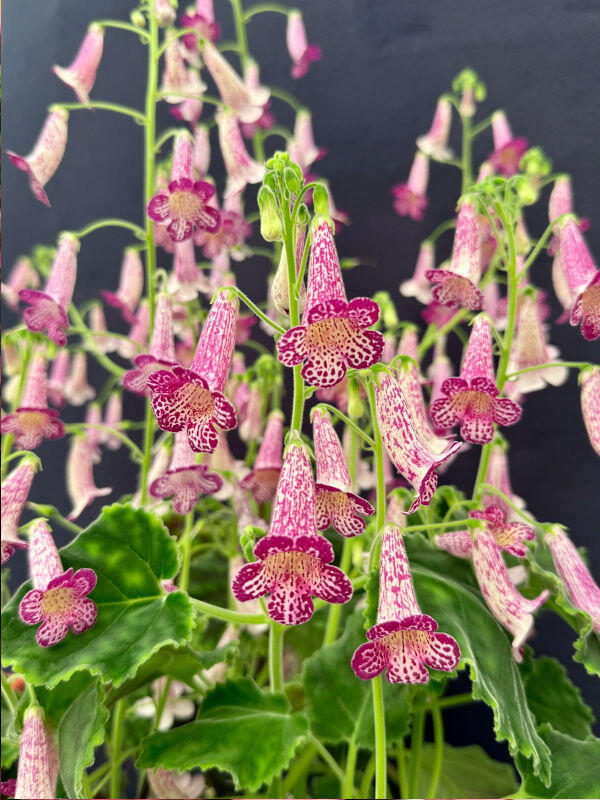 Smithiantha 'RF's Arlequin'