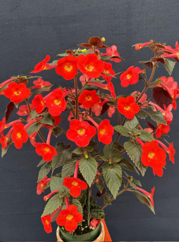 xAchimenantha 'Inferno'