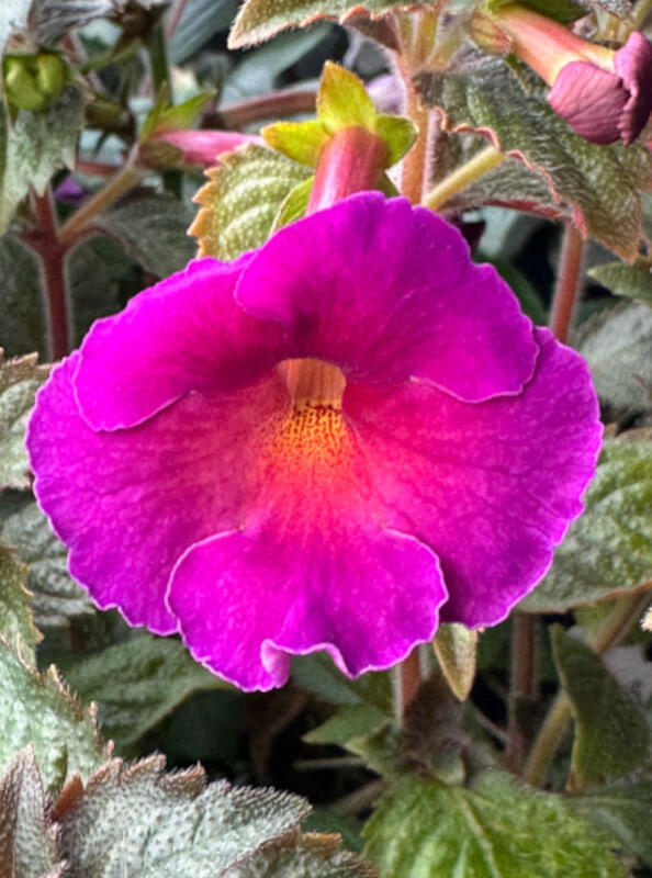 Achimenes 'Brid's Maria'