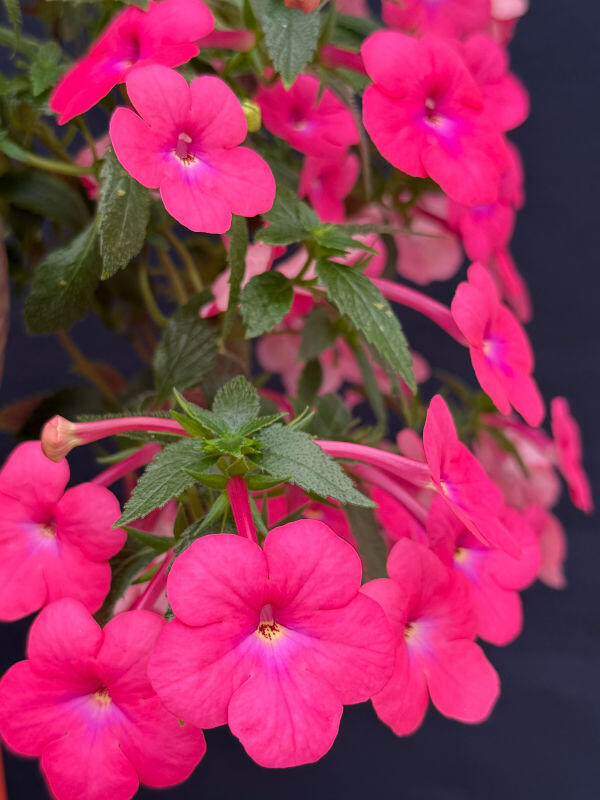 Achimenes 'RF's Queen Dale Martens'