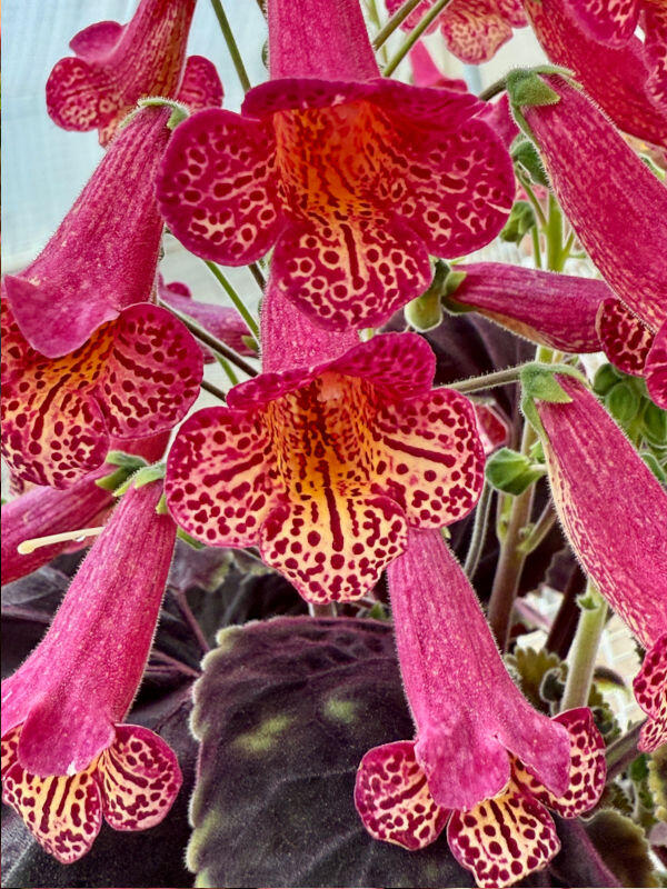 Smithiantha 'RF's Aladdin'