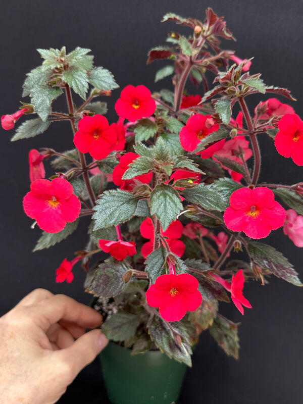 Achimenes 'RF's La Diva'