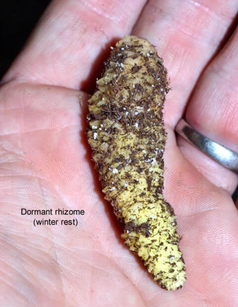 Smithiantha Rhizome
