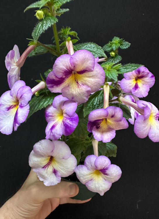 Achimenes 'Srg's Sweet Giant'