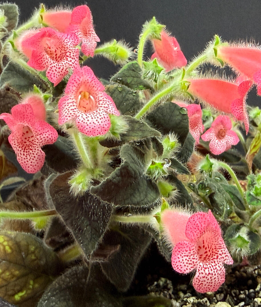 Kohleria 'Dale's Piggly Wiggly'