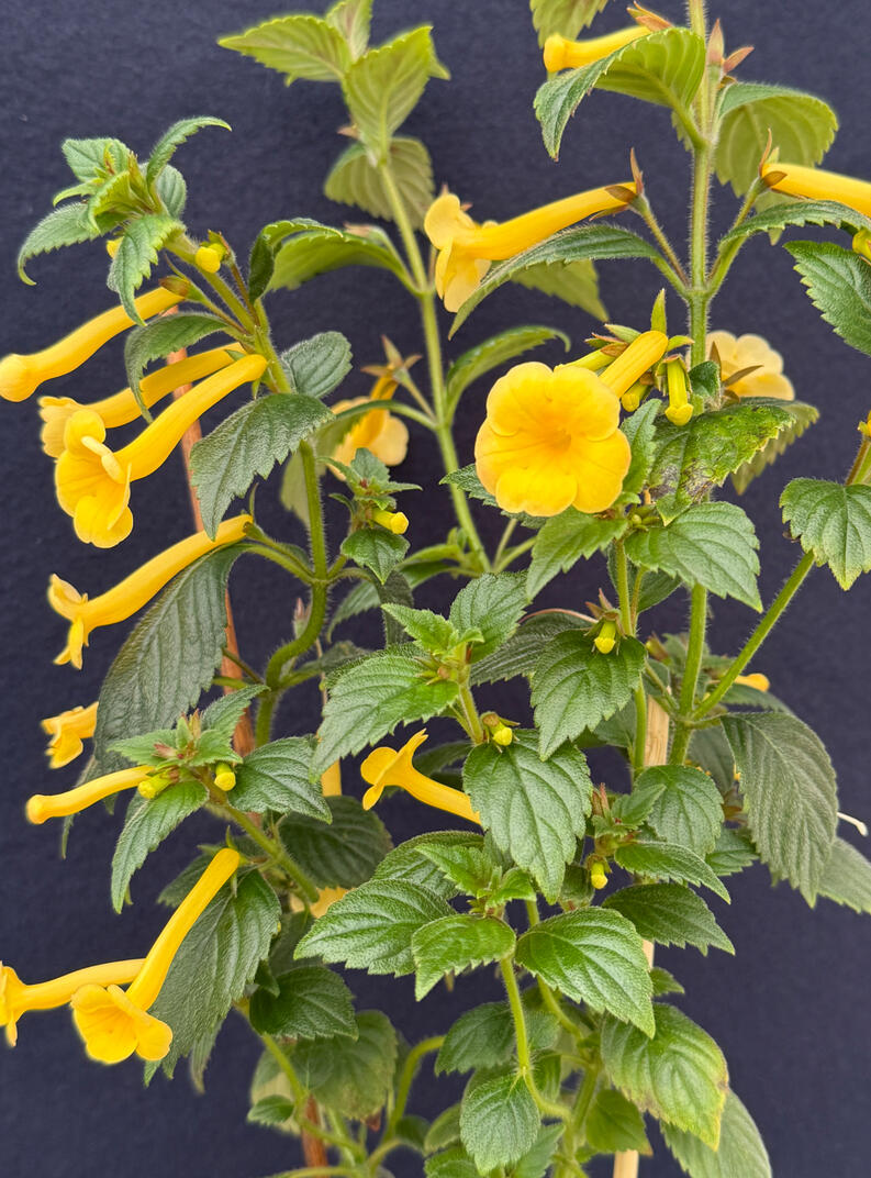 Achimenes 'RF's Tweety'