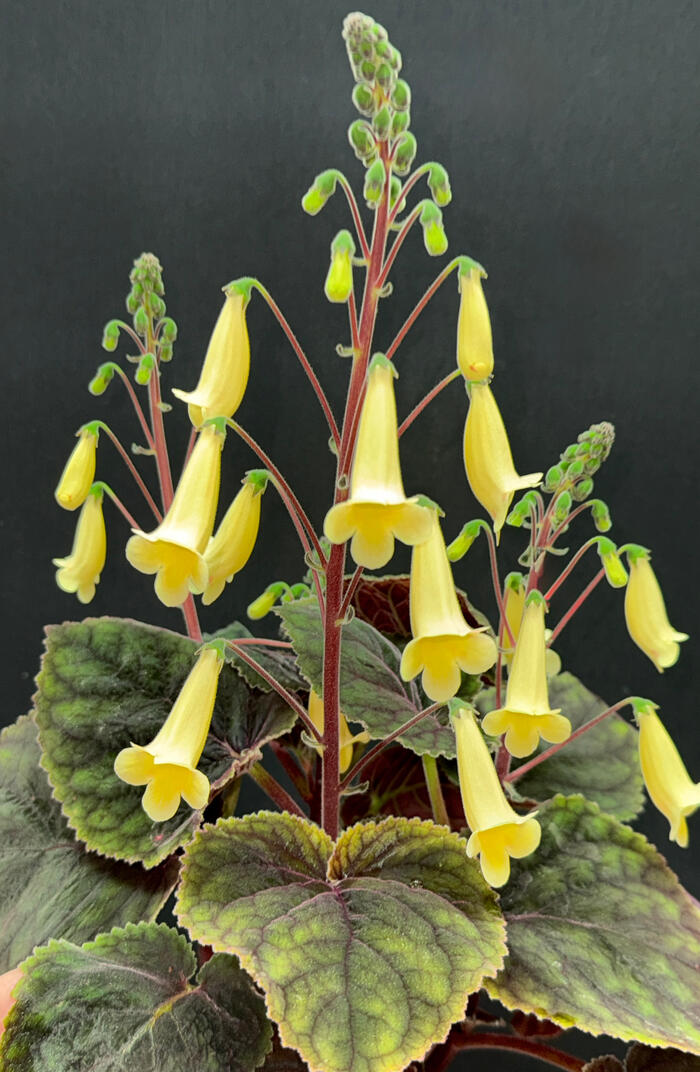 Smithiantha 'Stone's Lemone Tea'