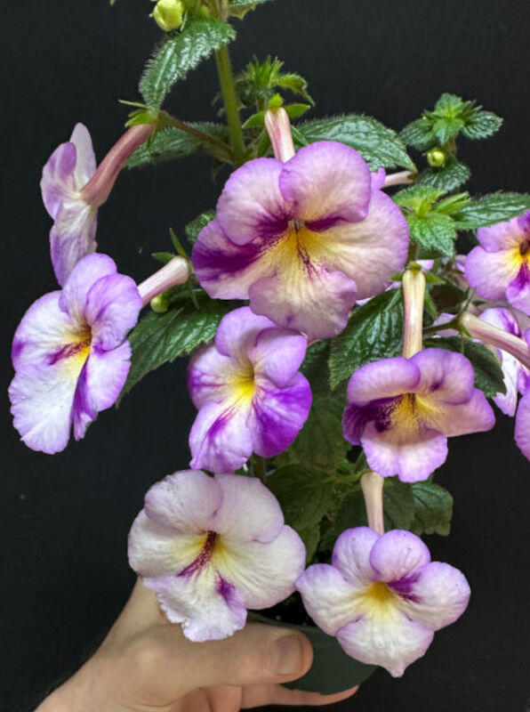 Achimenes 'Srg's Sweet Giant'